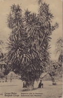 BELG. CONGO :1912: PWS/E.P./P.St.-ILLUSTR.** Nr.43 – 5 C. : DRAGON TREE,LIVE,COTTAGE,HUT, - Interi Postali
