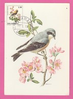 Carte Maximum - Oiseaux - Traguet Motteux - R. De San Marino - Spatzen