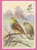Carte Maximum - Oiseaux - Bruant  - R. De San Marino - Sparrows