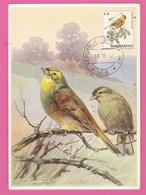 Carte Maximum - Oiseaux - Bruant  - R. De San Marino - Moineaux