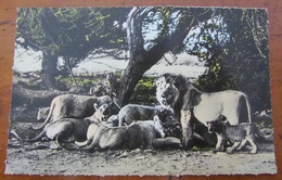 SOUTH WEST AFRICA=GERMAN=PRIDE Of LIONS On A KILL & CUBS=ETOSHA GAME RESERVE=PHOTO-PROF. LUTZ HECK=CALLESEN (PTY) Ltd. - Namibia