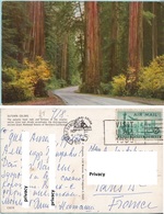 Delcampe - California - Autumn Colors - Sequoie Giganti - Giant Redwood - Bäume