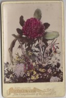 Delcampe - Australie - Fleurs De Bush Waratah - Photographie XIXème Siècle - Wishing You The Compliments Of The Season - Autres & Non Classés
