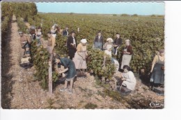 Marçon (Sarthe) - Vendanges (beau Plan) - Vines
