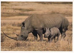 Rhinoceros - Rhinocéros - Neushoorn - Nashorn - Rinoceronte - Rhinoceros