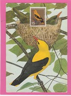 Carte Maximum - Oiseaux - Golden Oriole - Allemagne - Baden-Baden - Moineaux