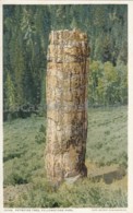 Yellowstone Park - Petrified Tree - Yellowstone