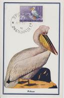 Yougoslavie Carte Maximum Oiseaux 1954 Pélican 648 - Maximumkarten