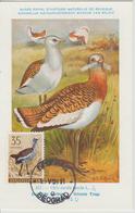 Yougoslavie Carte Maximum Oiseaux 1958 Outarde 749 - Cartes-maximum