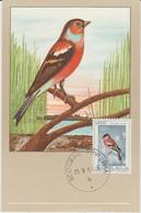 Yougoslavie Carte Maximum Oiseaux 1968 Pinson 1179 - Maximumkarten