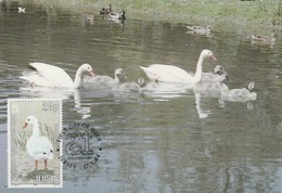 Carte Maximum - Oiseaux - Cygnes - Jersey 1984 - Cygnes