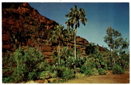 Ref 1260 - Postcard - Palm Valley - Northern Territory Australia - Unclassified