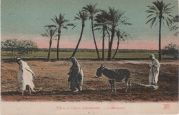 AK Scènes Types Oasis Labourage Desert Bédouine Nomade Arabe Arab Arabien Afrique Africa Afrika Vintage Egypte Algerie ? - Afrique