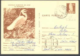 75098- LITTLE EGRET, KESTREL, BIRDS, POSTCARD STATIONERY, 1978, ROMANIA - Pélicans