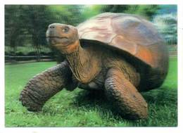 Trójwymiarowa Lenticulaire 3D - Zwierzęta Żółw Turtle - Schildkröten