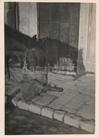 Cca 1930 Kinszki Imre (1901-1945): Zabos Tarisznya, Pecséttel Jelzett Vintage Fotóművészeti Alkotás, 16x11,5 Cm - Autres & Non Classés