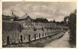 * T3 Badacsony, Kápolna, Szőlőskertek (gyűrődés / Crease) - Ohne Zuordnung