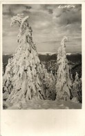 * T2 1936 Lupény, Lupeni; Strázsai Fenyők Télen / Straja Pines In Winter. Photo - Unclassified