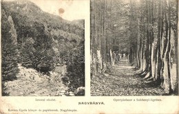 ** T2/T3 Nagybánya, Baia Mare; Izvorai Részlet, Gyertyánfasor A Széchenyi Ligetben  / Forest - Unclassified