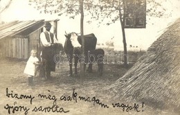 T2/T3 1909 Rafna, Ramna; Mezőgazdasági Telep, Tehén / Farm, Cattle, Cow, Photo (EK) - Sin Clasificación