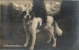 T2 St. Bernhardinerhund / St. Bernard Dog - Zonder Classificatie