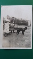 PHOTO ATTELAGE DE CHIEN LAITIER ? REPRO ? FORMAT 8 PAR 6 CM   SEMBLE ETRE UNE REPRODUCTION - Profesiones