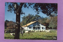 40 SABRES Ecomusée De La Grande Lande MARQUEZE La Maison Marquèze Le Berger Et Son Troupeau - Sabres