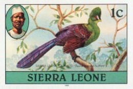 SIERRA LEONE 1980 Turaco Birds 1c Impr.1981 Wmk CA IMPERF - Coucous, Touracos