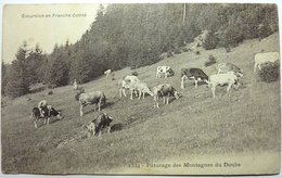 PÂTURAGES DES MONTAGNES DU DOUBS - EXCURSION EN FRANCHE-COMTÉ - Franche-Comté