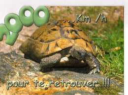 Tortue 2000Km /h  Pour Te Retrouver - Schildkröten