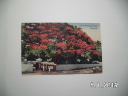 Bermuda. - Royal Poinciana Tree. - Bermuda