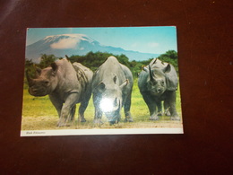 B711  Rinoceronti Viaggiata Pieghina Angolo - Rhinoceros