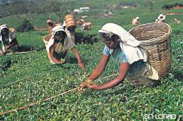 Asie SRI LANKA  Les Cueilleuses De Thé  (Tea Pluckers Métier) Nuwara Eliya  (Timbre Stamp SRI LANKA)*PRIX FIXE - Sri Lanka (Ceilán)