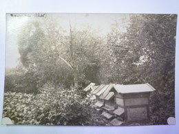 MAUPERTUIS  (Cher)  :  RUCHES  (Carte Photo)   XXX - Sonstige & Ohne Zuordnung