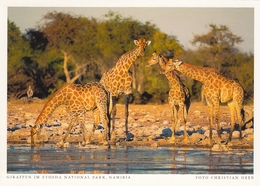 Namibia - Giraffe In Etosha National Park - Namibia