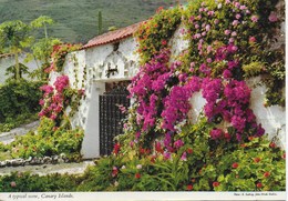 Espagne - Canary Islands : A Typical Scène - Other & Unclassified