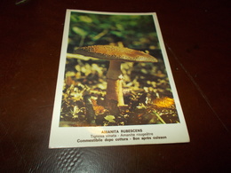 B712   Fungo Amanita Rubescens Non Viaggiata - Paddestoelen