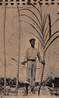 Nevis / 03 - Sugar Cane - Andere & Zonder Classificatie