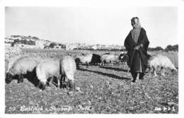 Carte-Photo - Bethlehem Shepherds Field - Palestine