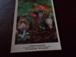 B712   Fungo Cortinarius Mucosus Non Viaggiata - Mushrooms