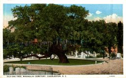 CHARLESTON OLD OAK TREE MAGNOLIA CEMETERY - Charleston