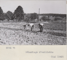 Eure 27 - Agriculture Cultures - Photographie - Démariage D'oeillette - 1943 - Fotografie