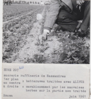Nassandres 27 - Agriculture Agronomie Culture Betteraves Sucrière - Sucrerie - Photographie - Lot De 6 Photos - Fotografie