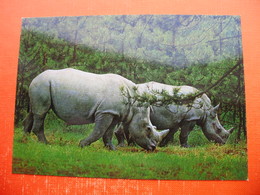 AUTO SAFARI AUSTRIA.Ganserndorf. - Rhinocéros