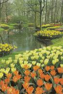 CPM Pays Bas, Keukenhof, Lisse - Lisse