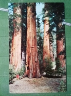 KOV 1075 - YOSEMITE NATIONAL PARK, MARIPOSA GROVE - Yosemite