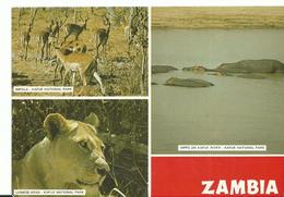 Afrique  Zambia Lioness Head    Impala  Hippo On Kafu  River - Zambia