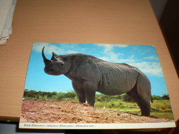 Black Rhinoceros Kenya  By Air Mail - Rhinocéros