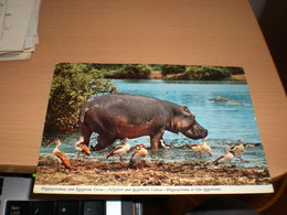 Hippopotamus And Egyptian Geese Kenya  By Air Mail - Hippopotames