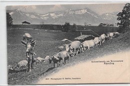 Schweinenalp Am Brienzersee Alpaufzug - Désalpe - Brienz - Animée 1908 - Brienz